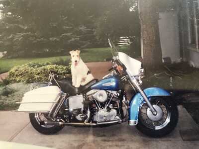 EGlide Barney EGlide Barney