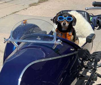 IMG 0031 Ripley in sidecar IMG 0031 Ripley in sidecar