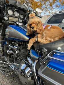 Oakley Chill Oakley Chill