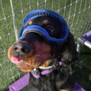 Goggle Training Goggle Training