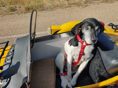 Sleepy dog on first big rid