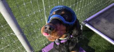 Miles Goggles Miles Goggles