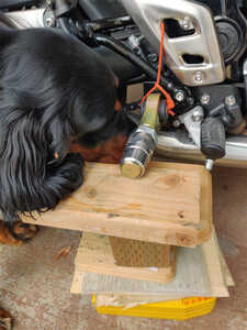 Forepup Inspection Up Close Forepup Inspection Up Close